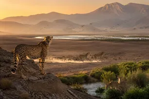 From accelerated extinction to successful revival of species