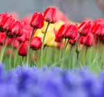 Tulip farm in Village of Espareh Khoun in Tabriz