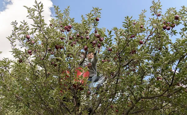 &lsquo;Apple festival&rsquo; showcases Maragheh's flourishing tourism, economy